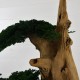 Bonsaï stabilisé Junipérus sur tronc en bois flotté & gekko