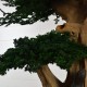 Bonsaï stabilisé Junipérus sur tronc en bois flotté & gekko