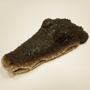 http://www.materiel-mur-vegetal.fr/1669-4024-thickbox/crocodile-en-resine-effet-bronze-60x20x18cm.jpg
