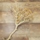 Branche séchée bois blanchi 60-70cm
