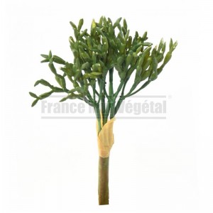 http://www.materiel-mur-vegetal.fr/1797-4219-thickbox/rhipsalis-artificiel-o10cm-sur-pique.jpg