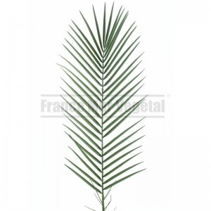 http://www.materiel-mur-vegetal.fr/1802-4224-thickbox/palme-de-phoenix-artificiel-95cm.jpg