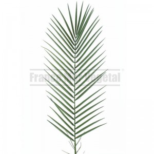 http://www.materiel-mur-vegetal.fr/1802-4224-thickbox/palme-de-phoenix-artificiel-95cm.jpg