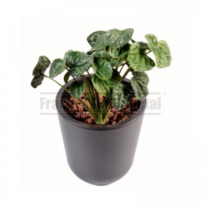 http://www.materiel-mur-vegetal.fr/1813-4237-thickbox/peperomia-artificiel-15cm-sur-pique.jpg