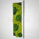 Tableau végétal stabilisé Mousse & Lichen vert citron 60x20cm