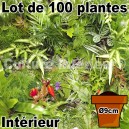 Lot de 100 plantes pour mur végétal intérieur