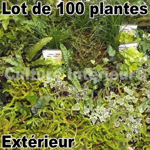 http://www.materiel-mur-vegetal.fr/206-376-thickbox/lot-de-100-plantes-pour-mur-vegetal-exterieur.jpg