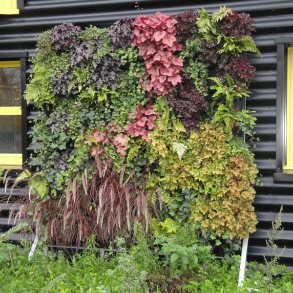 plantes pour mur vegetal exterieur