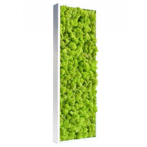 http://www.materiel-mur-vegetal.fr/391-767-thickbox/tableau-vegetal-stabilise-lichen-vert-citron-slim-60x18cm.jpg