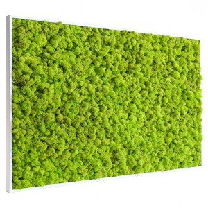 http://www.materiel-mur-vegetal.fr/397-773-thickbox/tableau-vegetal-stabilise-lichen-vert-citron-maxi-114x64cm.jpg