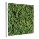 Tableau végétal stabilisé Lichen Vert Nature 40x40cm