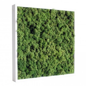 http://www.materiel-mur-vegetal.fr/398-775-thickbox/tableau-vegetal-stabilise-lichen-vert-nature-40x40cm.jpg