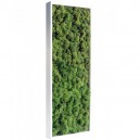 Tableau végétal stabilisé Lichen Vert Nature Slim 60x18cm