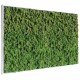 Tableau végétal stabilisé Lichen Vert Nature Maxi 100x60cm