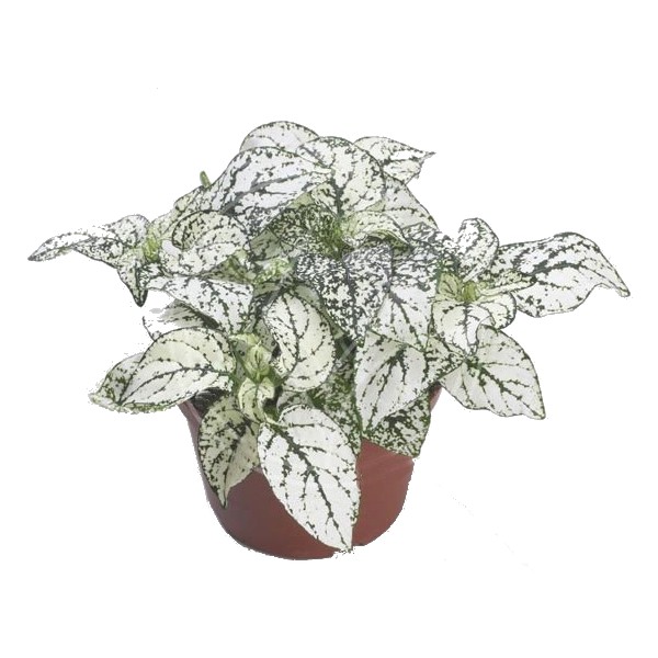 Hypoestes blanche en pot Ã˜6cm