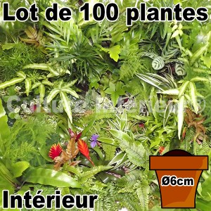 http://www.materiel-mur-vegetal.fr/588-1062-thickbox/lot-de-100-plantes-pot-o6cm-pour-mur-vegetal-interieur.jpg