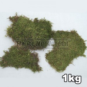 http://www.materiel-mur-vegetal.fr/645-3685-thickbox/mousse-plate-stabilisee-1er-prix-vert-1kg.jpg