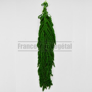 http://www.materiel-mur-vegetal.fr/646-3163-thickbox/amaranthe-stabilisee-vert-clair-200gr.jpg