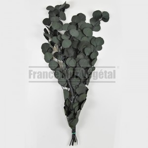 http://www.materiel-mur-vegetal.fr/653-3112-thickbox/eucalyptus-populus-stabilise-vert-65cm.jpg