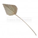 Feuille Palm Spear 40-50cm