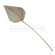 Feuille Palm Spear 40-50cm