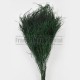 Asparagus Officinalis feuillage stabilisé Vert