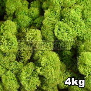 http://www.materiel-mur-vegetal.fr/824-3203-thickbox/lichen-scandinave-stabilise-vert-citron-4kg.jpg