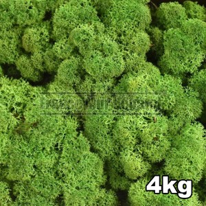 http://www.materiel-mur-vegetal.fr/828-3212-thickbox/lichen-scandinave-stabilise-vert-foret-4kg.jpg