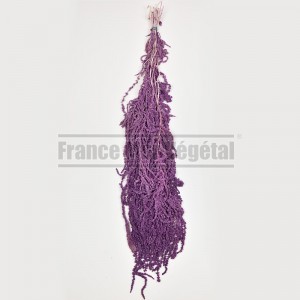 http://www.materiel-mur-vegetal.fr/852-3909-thickbox/amaranthe-stabilisee-violette-200gr.jpg