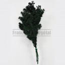 Asparagus Myriocladus feuillage stabilisé Vert