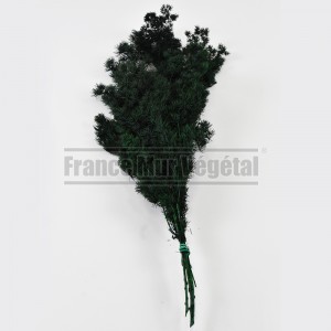 http://www.materiel-mur-vegetal.fr/853-3130-thickbox/branchage-ming-fern-stabilise.jpg