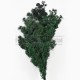 Asparagus Myriocladus feuillage stabilisé Vert