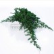 Juniperus Procumbens feuillage stabilisé Vert