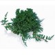 Juniperus Procumbens feuillage stabilisé Vert