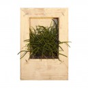 Cadre végétal Wooden Blanc 15x10cm avec Succulente