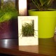Cadre végétal Wooden Blanc 15x10cm avec Succulente