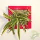 Cadre végétal Be Green Rouge 19x19cm avec Chlorophytum