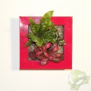 Cadre végétal Be Green Rouge 19x19cm avec Mix 3 Plantes