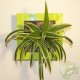 Cadre végétal Be Green Vert Anis 19x19cm avec Chlorophytum