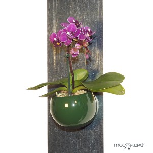 http://www.materiel-mur-vegetal.fr/970-1819-thickbox/cache-pot-magnetique-o8cm-vert-anglais.jpg