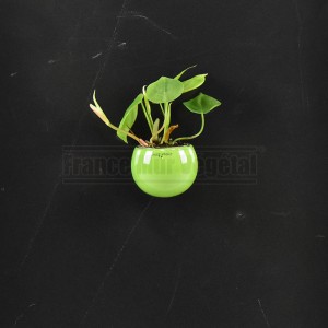 http://www.materiel-mur-vegetal.fr/971-3631-thickbox/cache-pot-magnetique-o8cm-vert-pomme.jpg