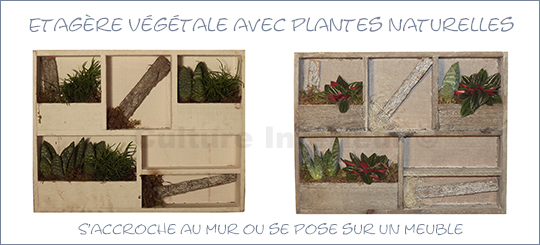 Cadre Etagère végétale Wooden 38x29cm avec plantes Succulentes