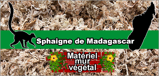 Sphaigne de Madagascar