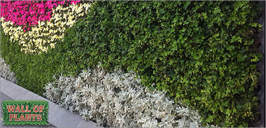 Mur végétal avec modules Dual Pot Wall Of Plants