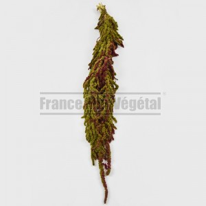 https://www.materiel-mur-vegetal.fr/1430-3898-thickbox/amaranthe-stabilisee-vert-citron-rouge.jpg