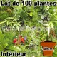Lot de 100 plantes pot Ø9cm pour mur végétal intérieur