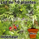 Lot de 10 plantes pot Ø6cm pour mur végétal intérieur