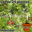 Lot de 25 plantes pot Ø6cm pour mur végétal intérieur